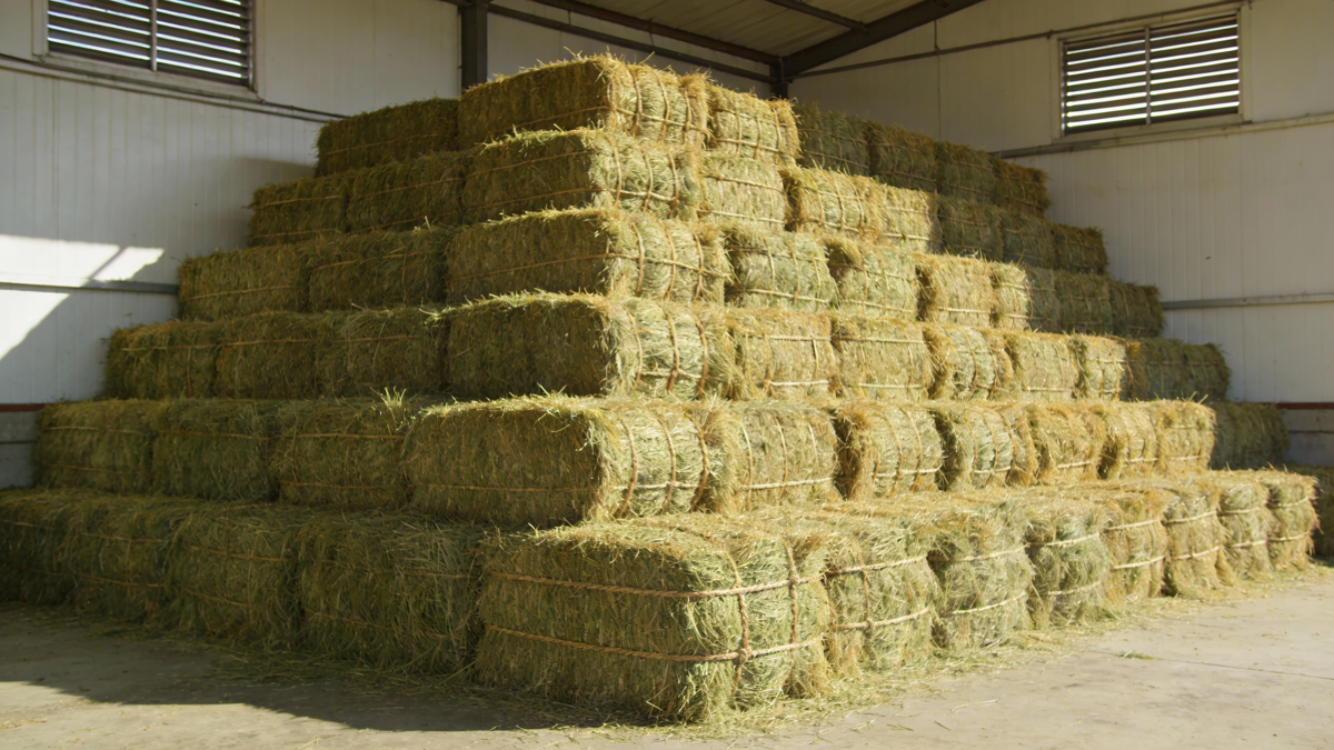 优质苜蓿干草储存