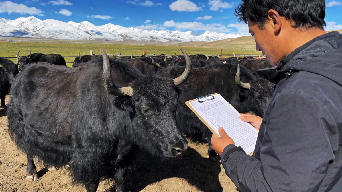 如何选择牦牛架子牛：高原肉牛育肥的选种技巧